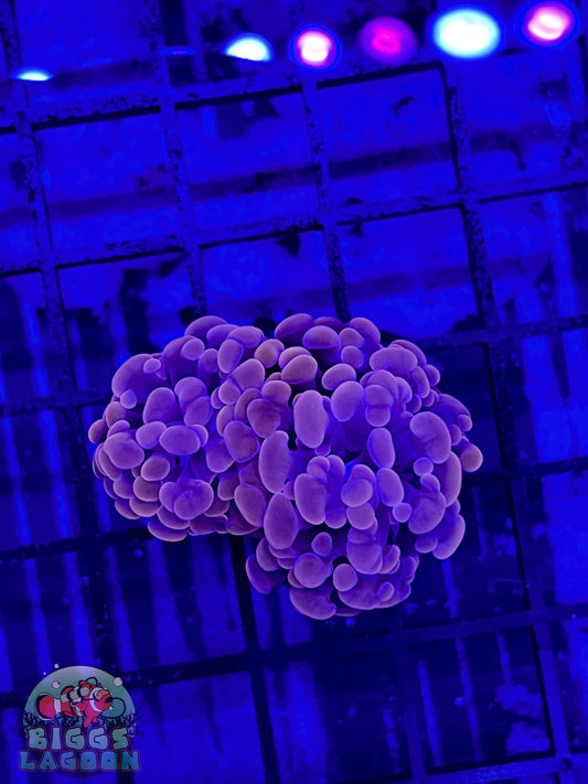 Sold!!!!! Rose Colored Indo Hammer 2 Heads