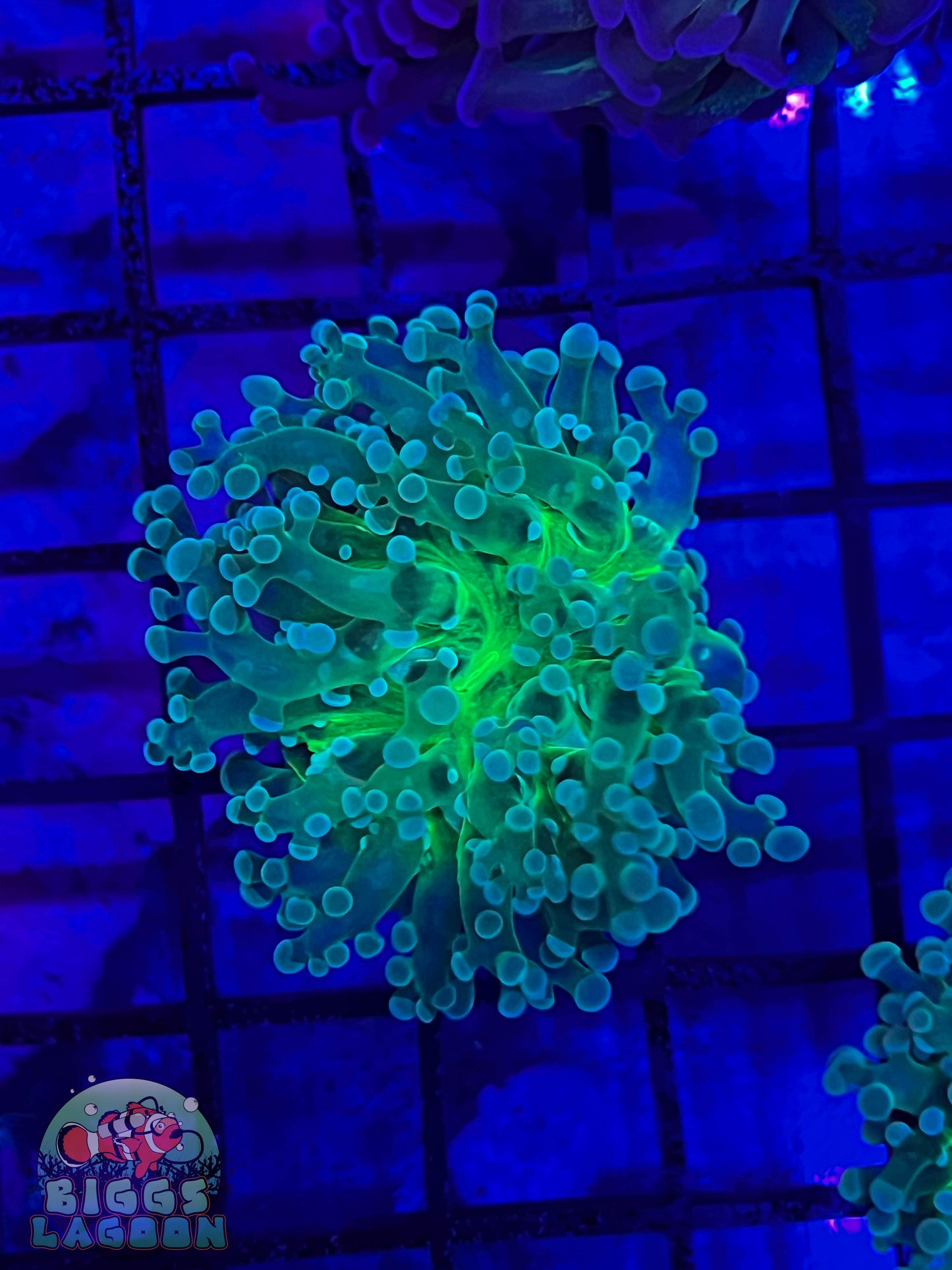 Sold Neon Green Mouth On Green Frogspawn