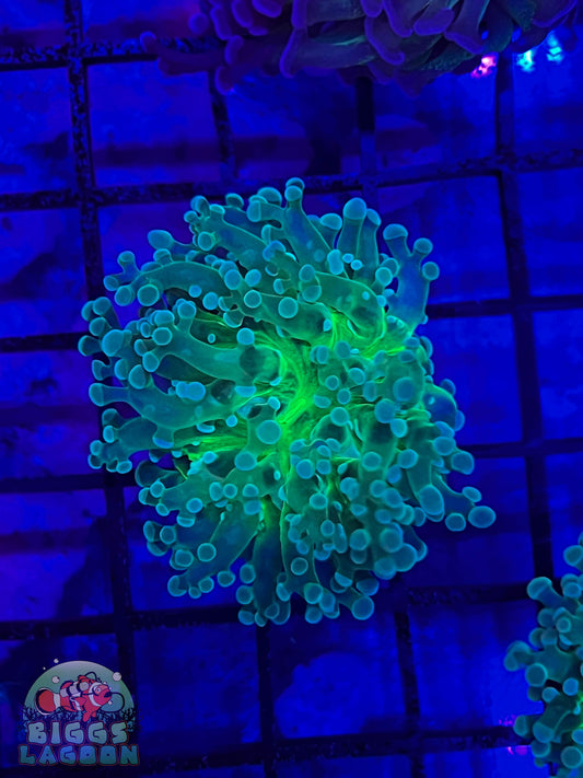 Sold Neon Green Mouth On Green Frogspawn