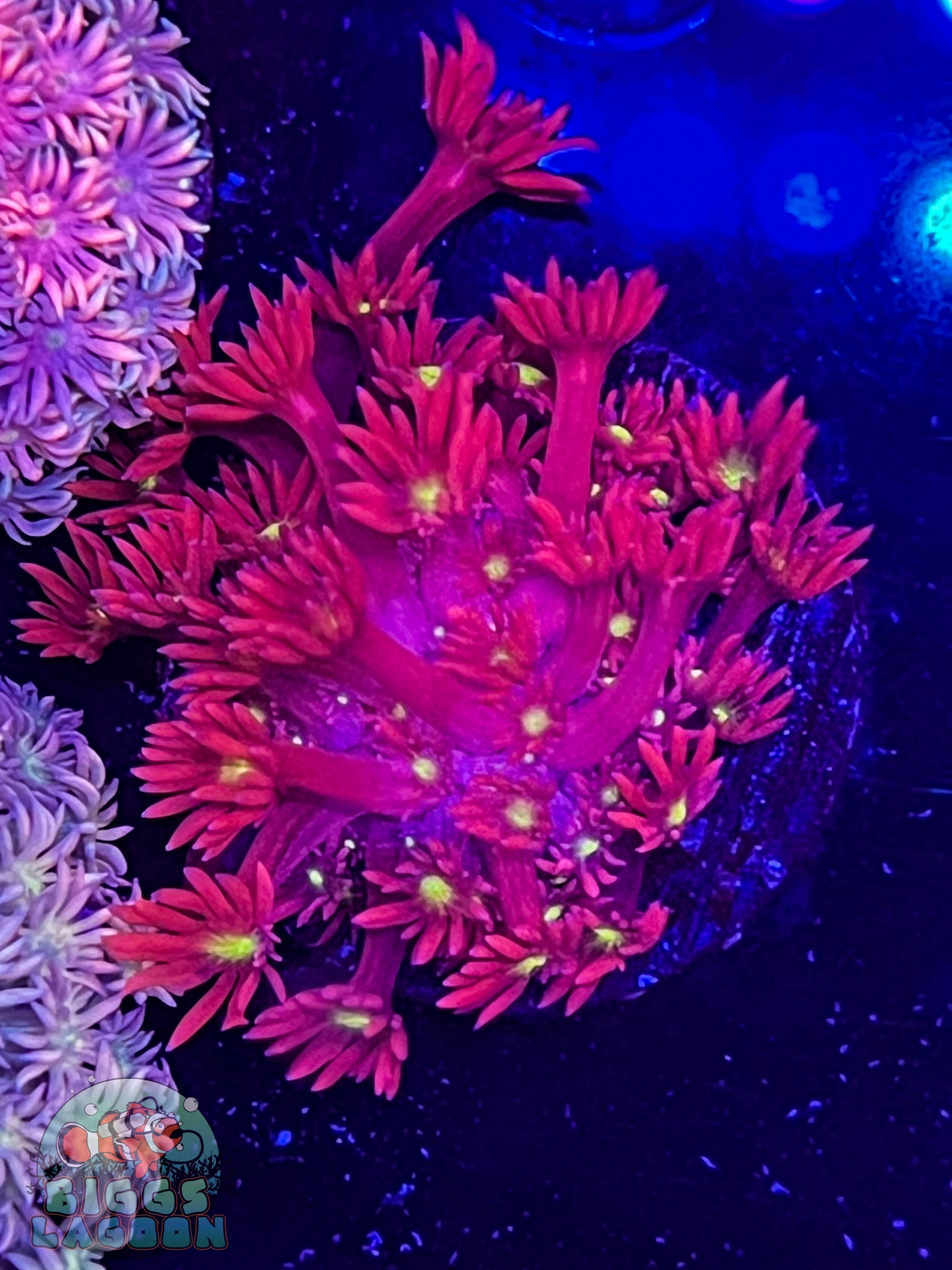 Sold!!!! Red Goni Yellow Mouth