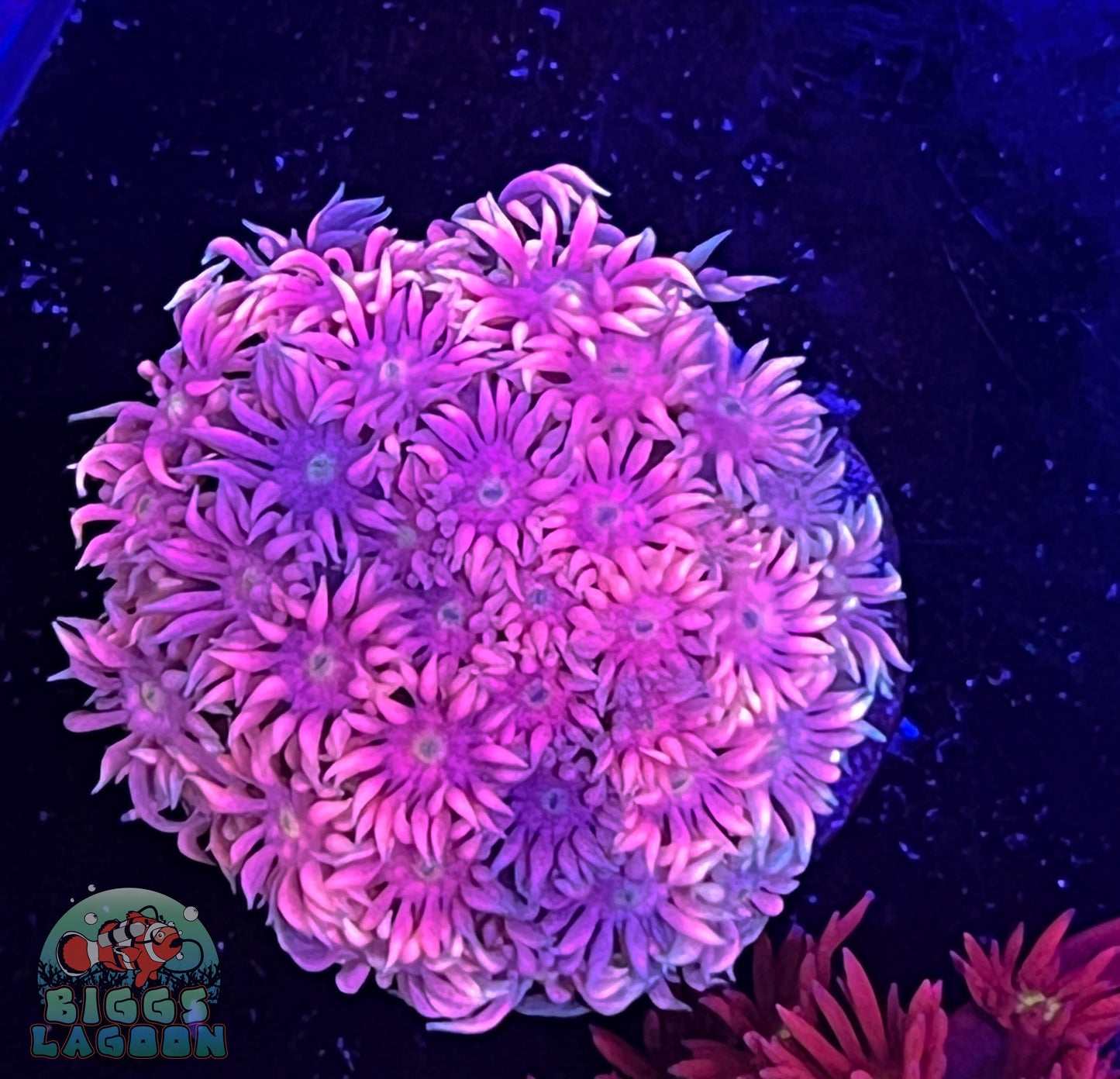 Sold!!!! Laffy Taffy Goni