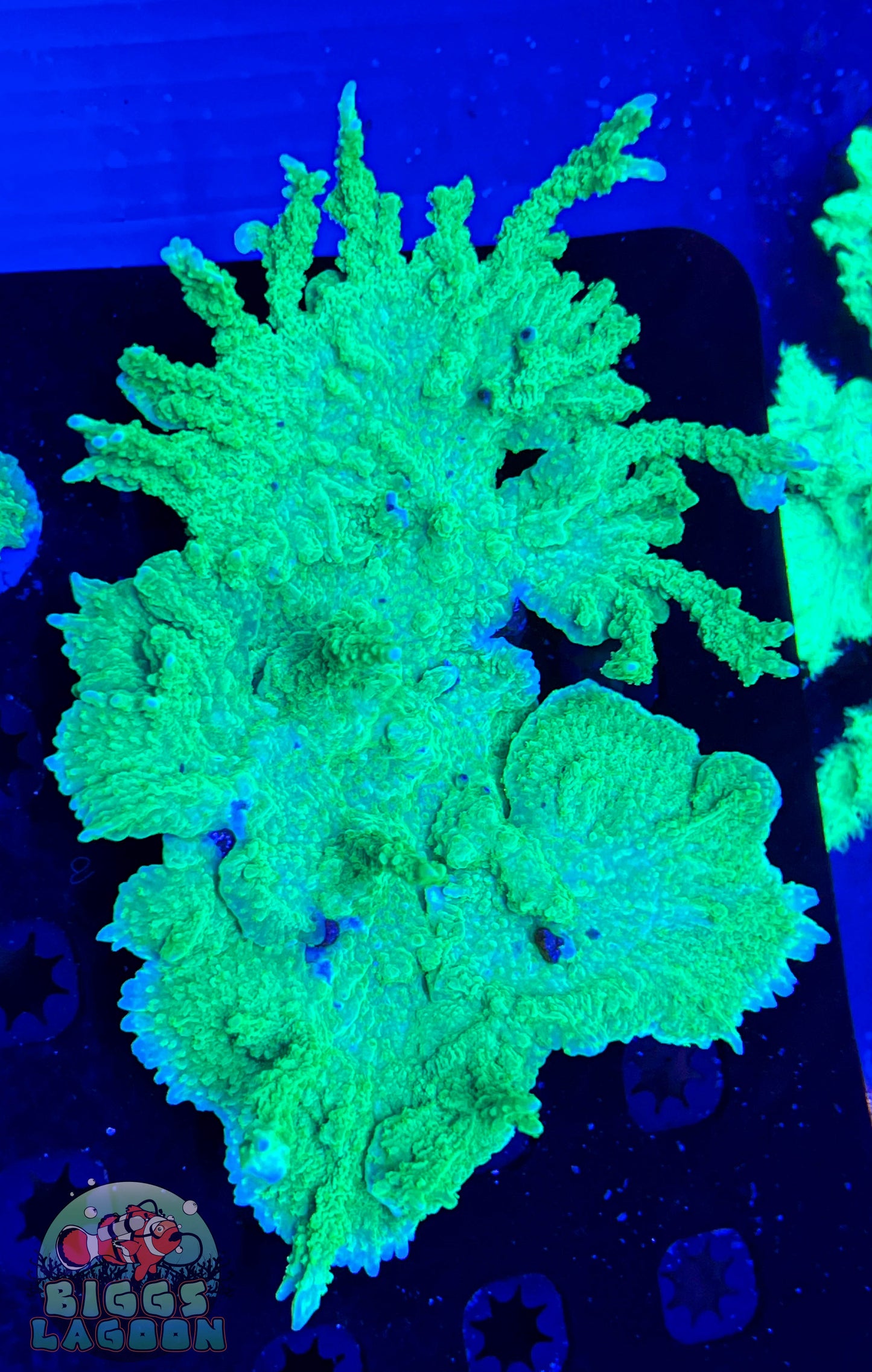 Sold Jake Adam's Crystal Experiment Frag (Mother Colony Shown)