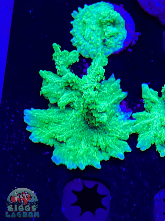 Sold Jake Adam's Crystal Experiment Frag (Mother Colony Shown)
