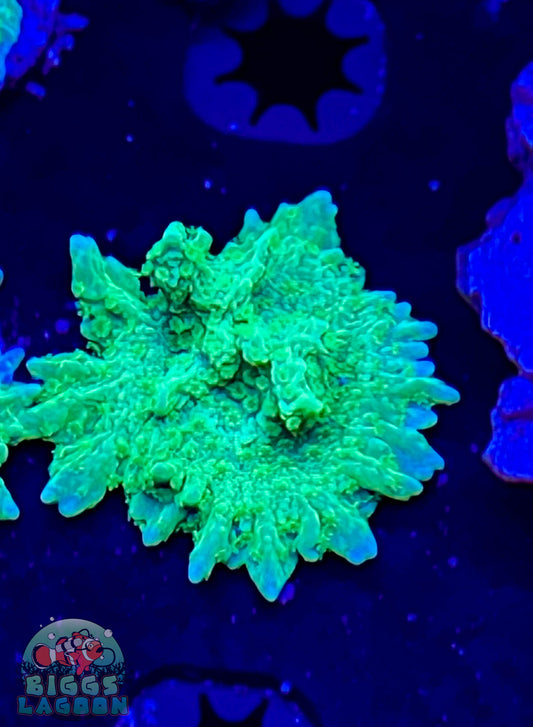 Sold Jake Adam's Crystal Experiment Frag (Mother Colony Shown)