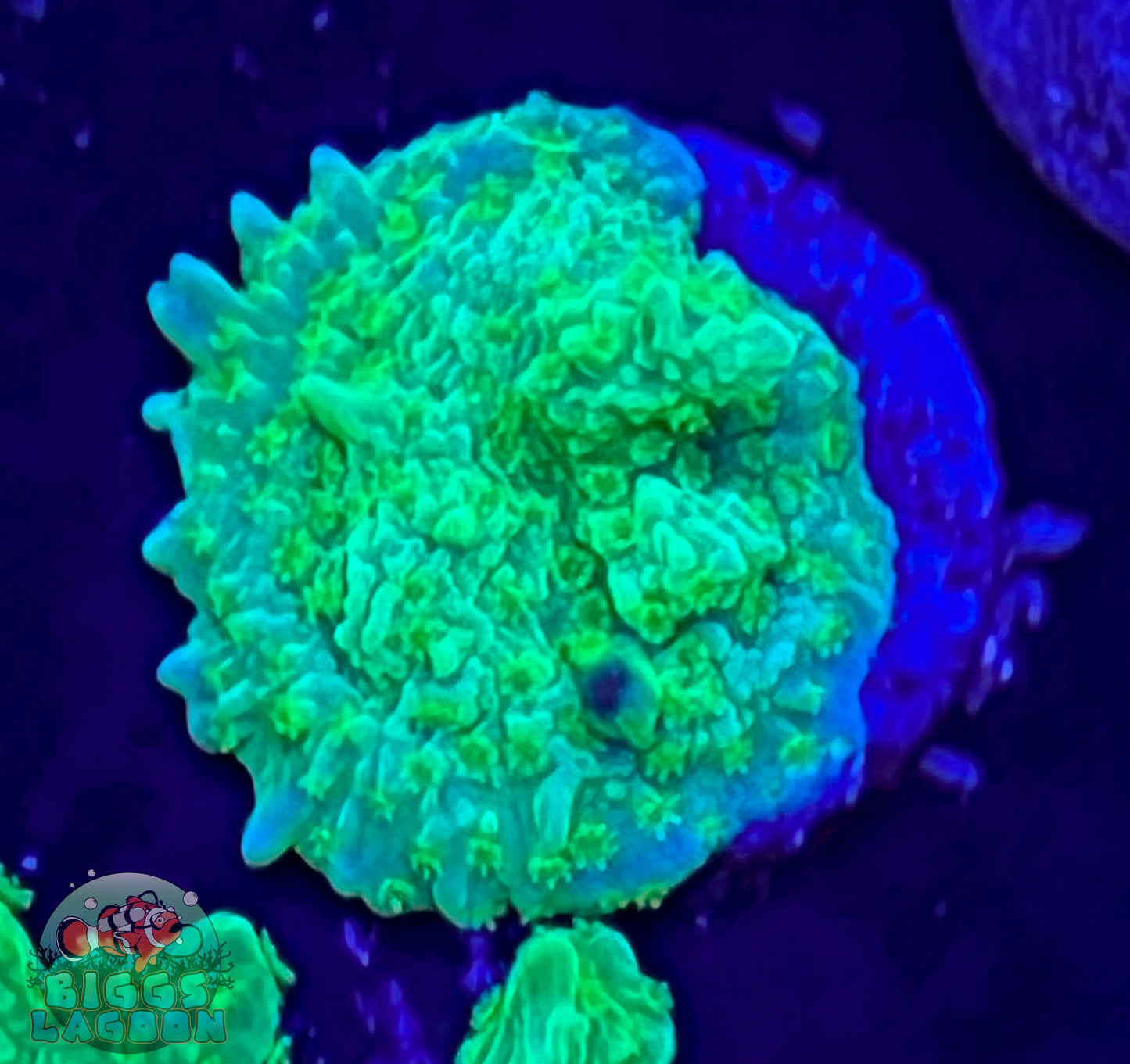 Sold!!! Jake Adam's Crystal Experiment Frag (Mother Colony Shown)