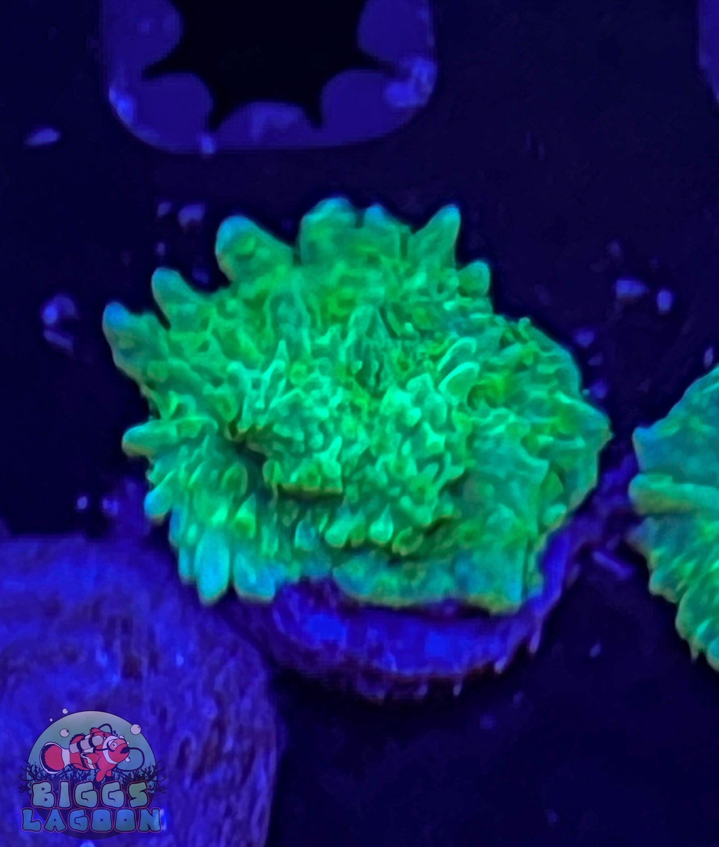 Jake Adam's Crystal Experiment Frag (Mother Colony Shown)