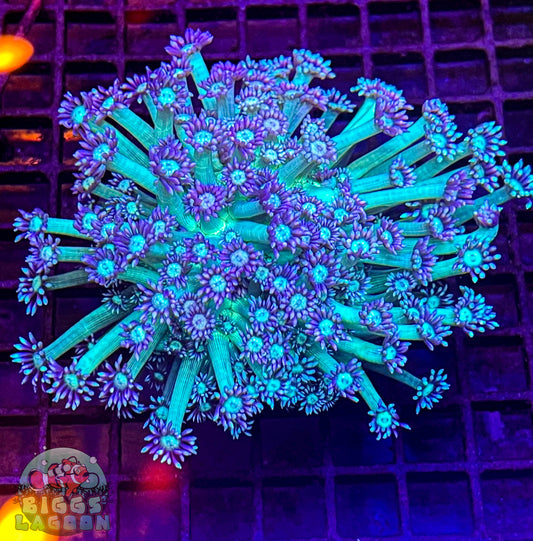 Sold Goniopora (when closed baseball size)