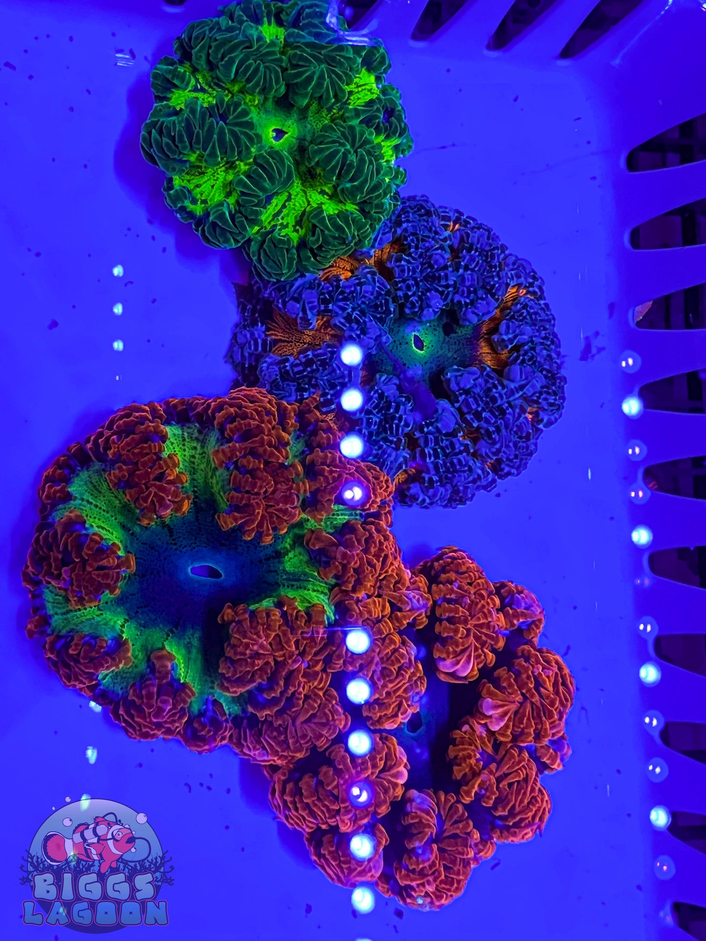 Sold!!!!!! Rock Flower Anenomes 4 Pack (WYSIWYG)