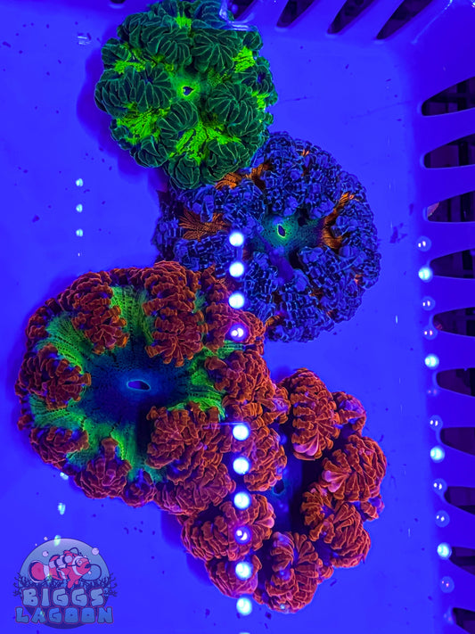 Sold!!!!!! Rock Flower Anenomes 4 Pack (WYSIWYG)