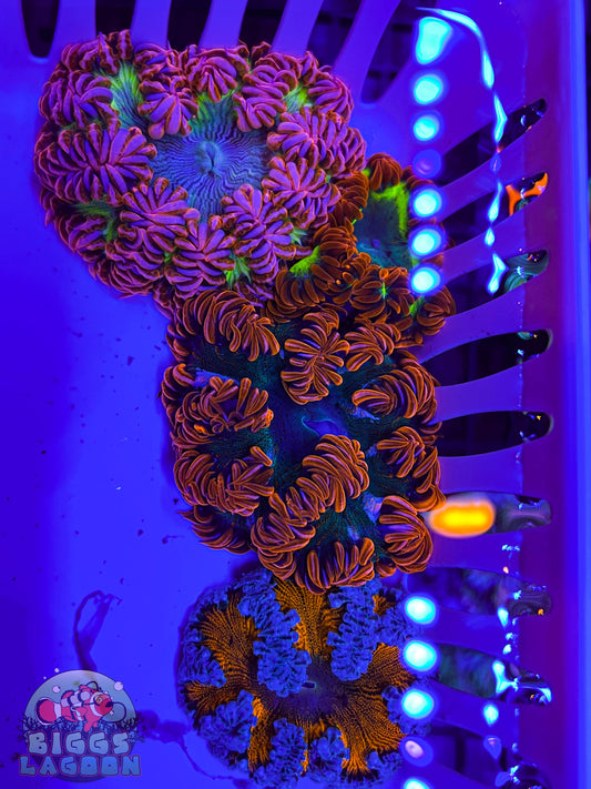 Sold Rock Flower Anenomes 4 pack (WYSIWYG)