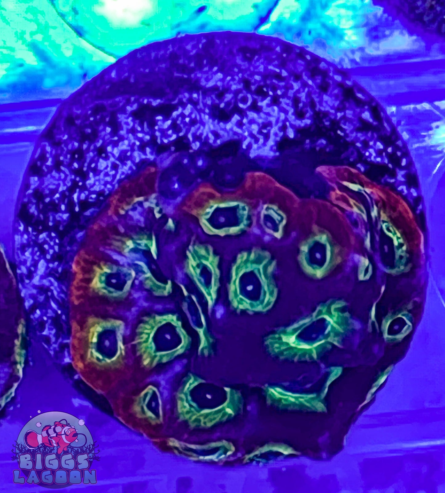 Sold Jason Fox Top Fuel Favia