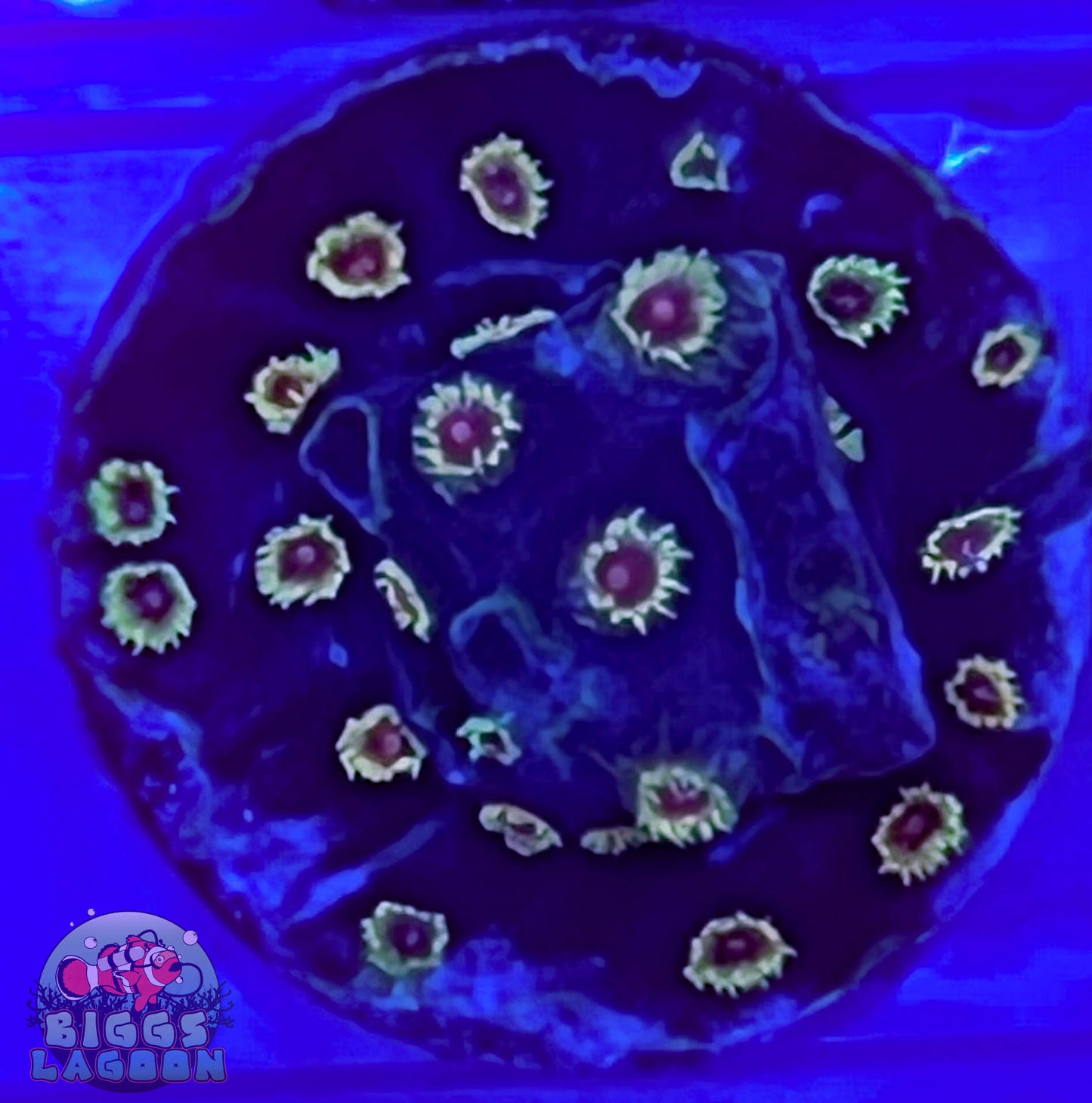 Sold Bizarro Cyphastrea
