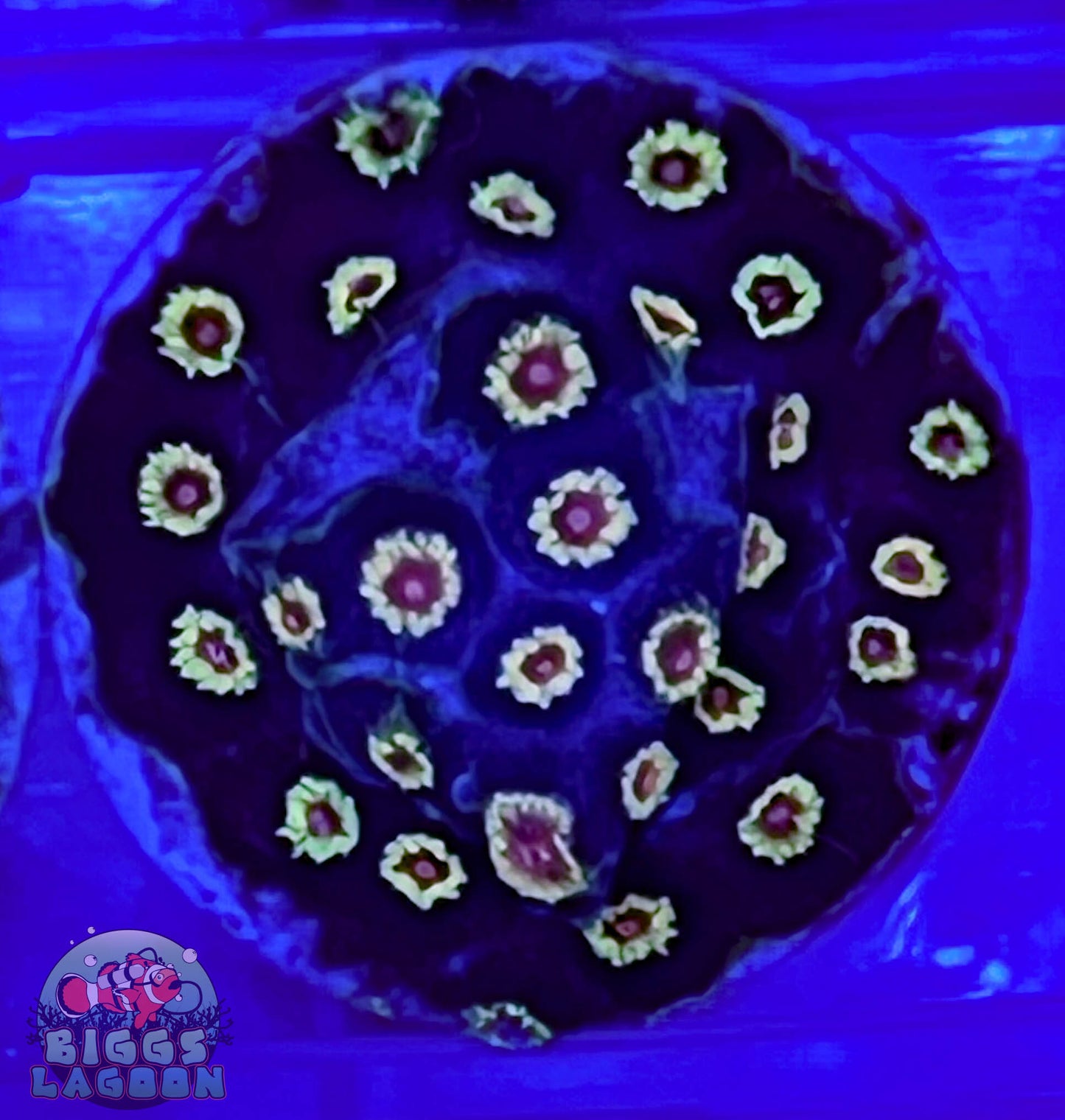 Sold Bizarro Cyphastrea