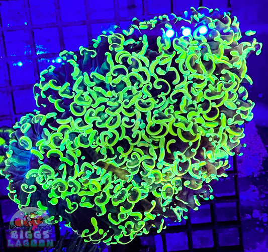 Sold Hammer Wall More Yellow Than Green