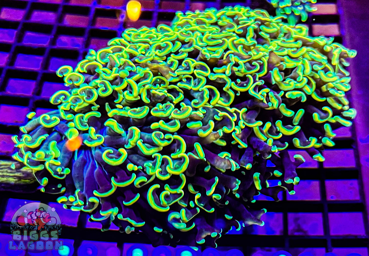 Sold Hammer Wall More Yellow Than Green