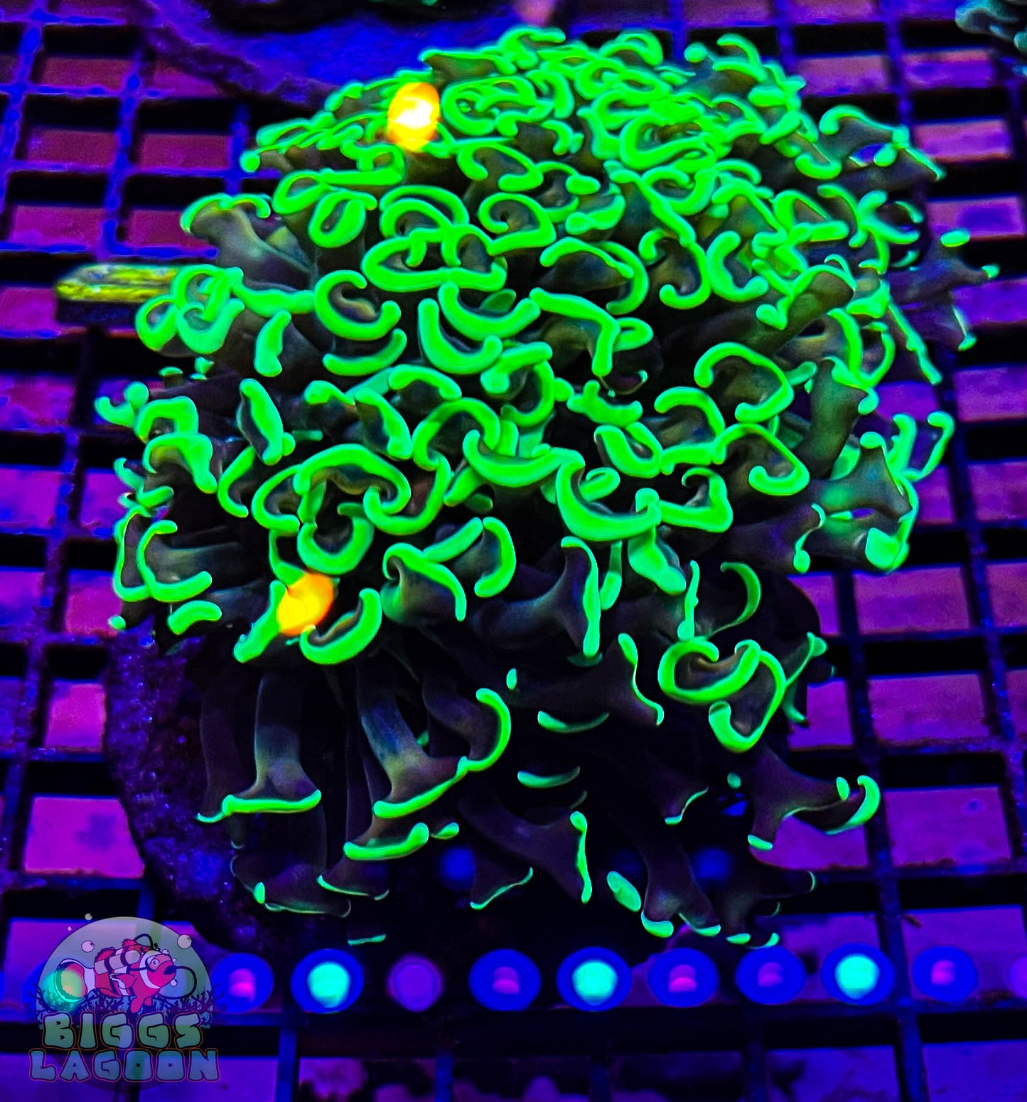 Sold Hammer Neon Green XL (Wall)