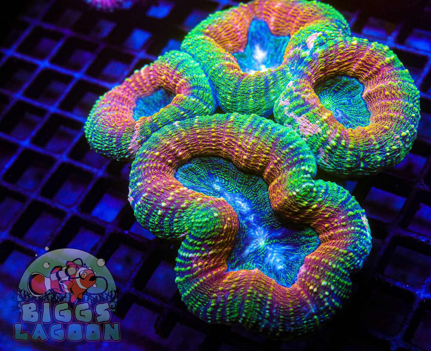 Sold!!! Lobophyllia Brain