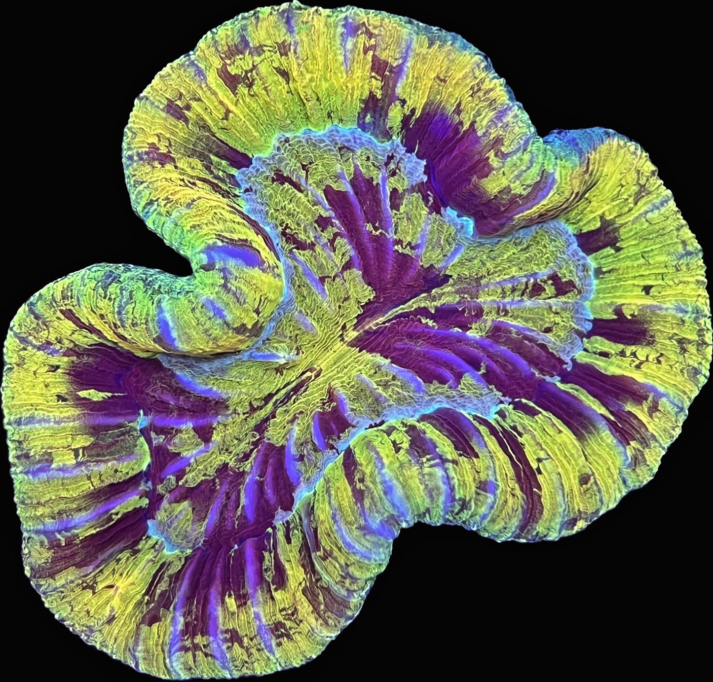 Sold!!!! Yellow trachy