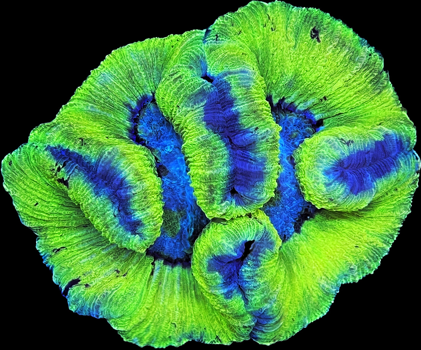 Sold!!! Neon green trachy