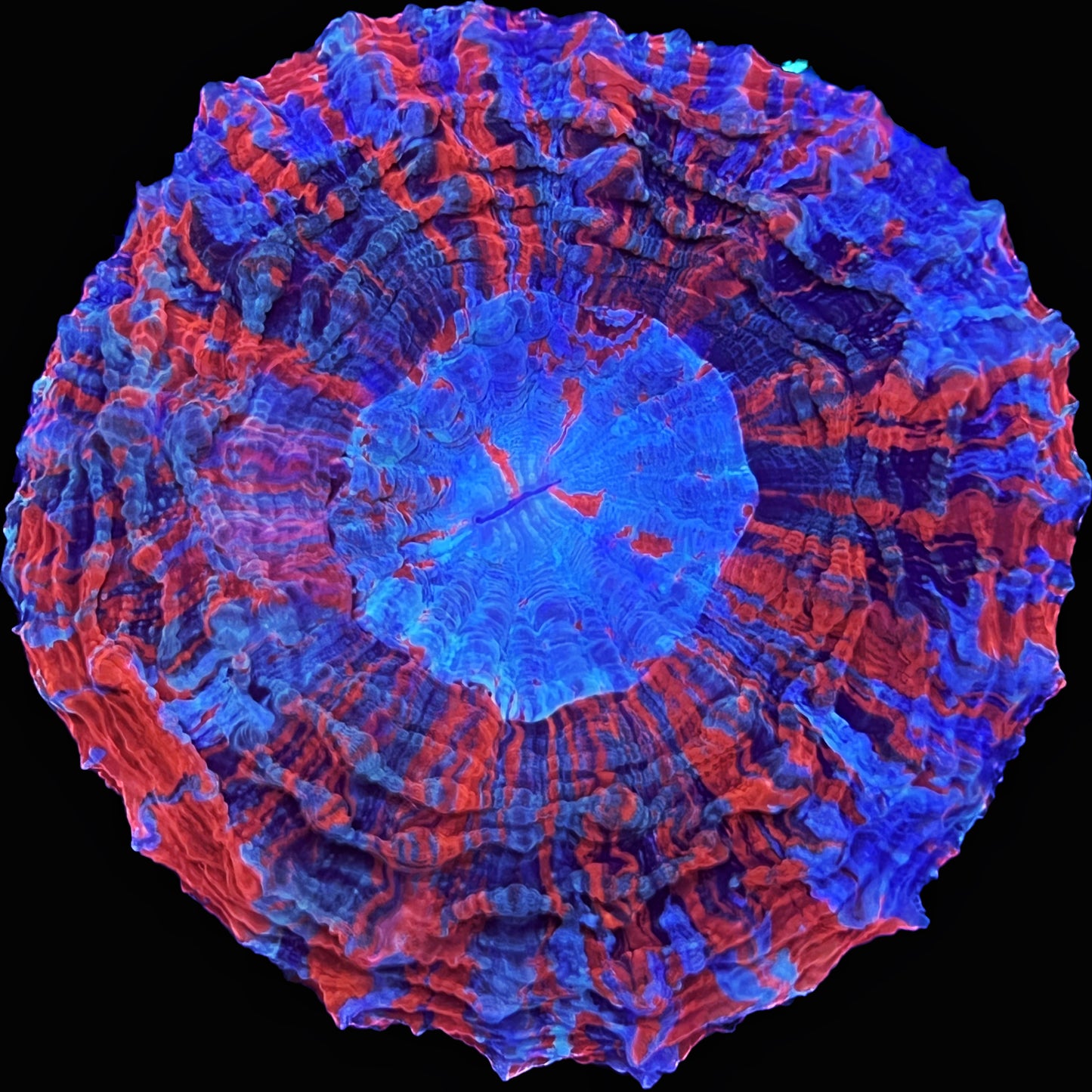 Sold!!! Broncos acanthophylia