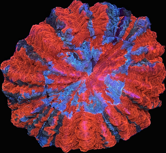 Sold Wicked orange and forest green stripe acantho