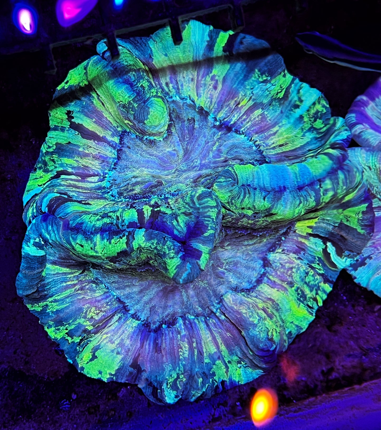 Sold!!! Pastel Wellso