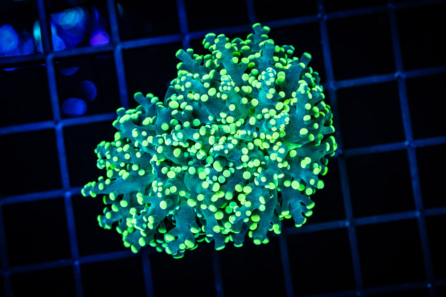 HIGHLIGHTER OCTOSPAWN