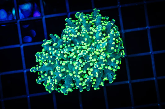 HIGHLIGHTER OCTOSPAWN