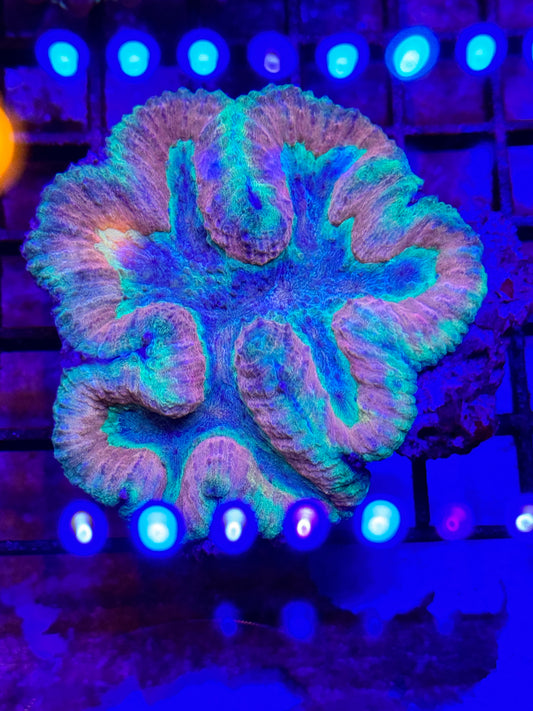 Symphilia brain coral
