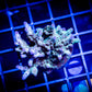 KERMIT SONG GRANULOSA MINI COLONY