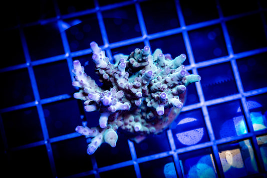 KERMIT SONG GRANULOSA MINI COLONY