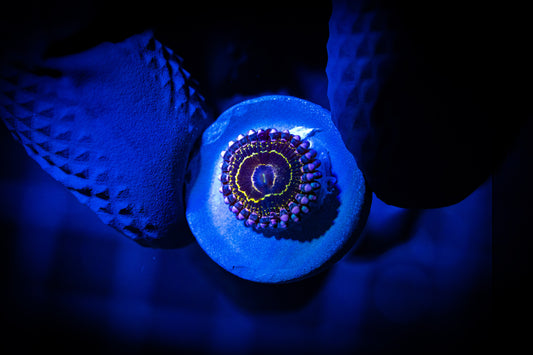 STRATOSPHERE ZOA