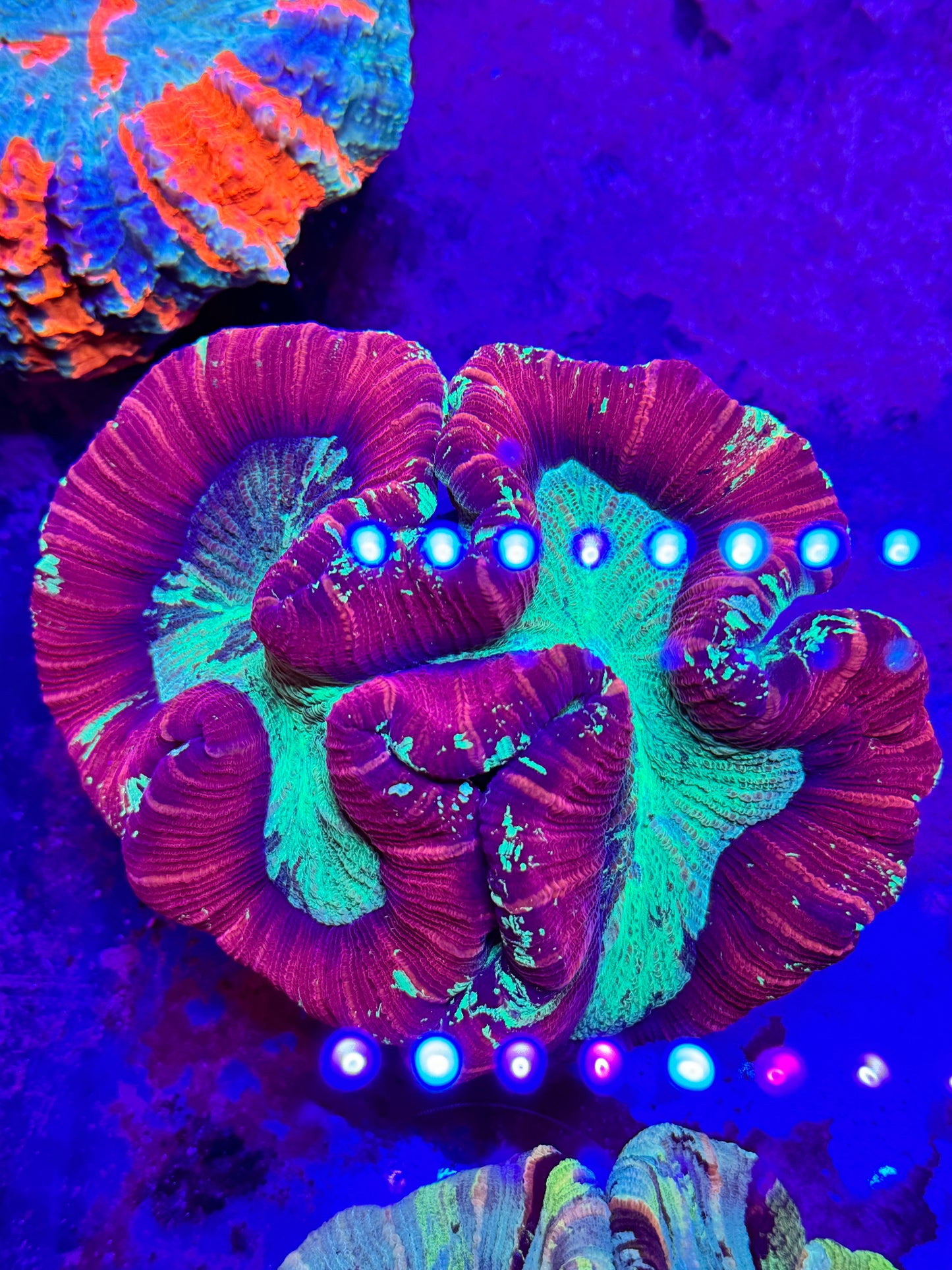 Sold XXL Wellsophyllia Brain Coral
