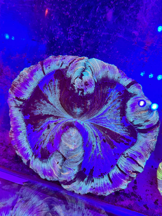 Sold XXL Wellsophyllia Brain Coral