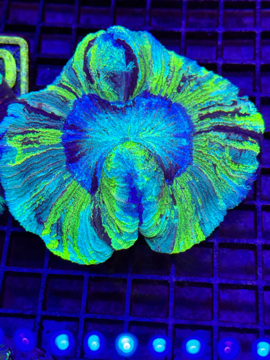 Wellsophyllia Brain Coral