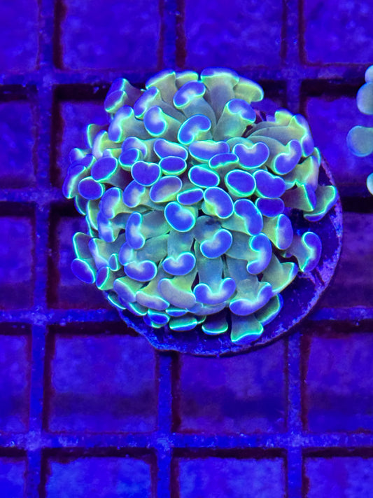 Sold Hologram Branching Hammer