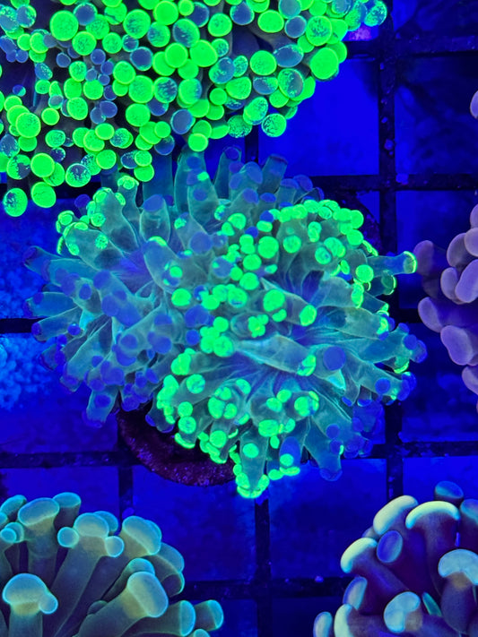 Sold Multi Type Frogspawn 2 heads