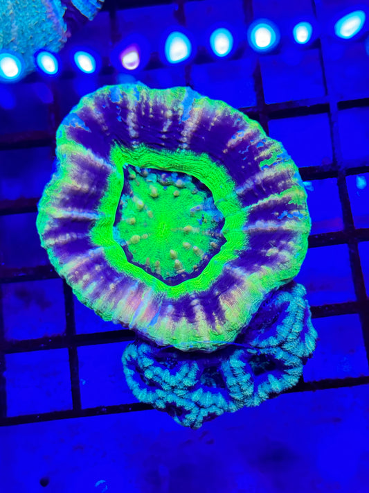 Sold Naturally Grafted UFO Scoly And Acan Super Unique