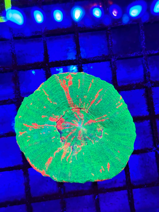 Sold Bleeding Apple Scoly