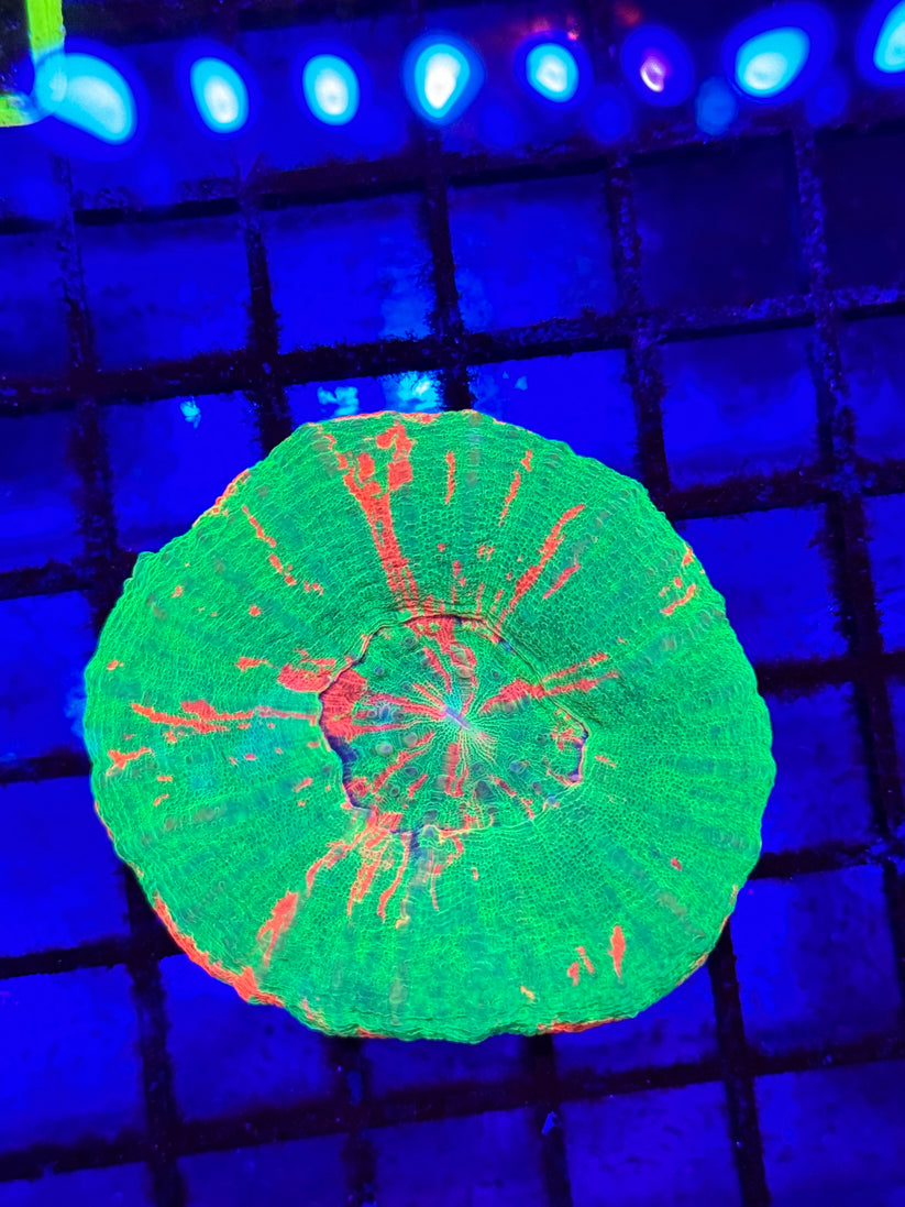 Sold Bleeding Apple Scoly – Biggs Lagoon