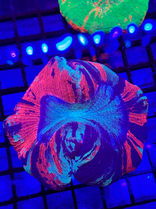 Sold Paint Splatter Wellsophyllia