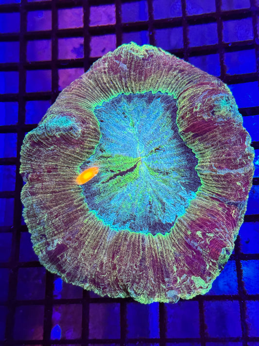 Sunset Wellsophyllia Brain Coral