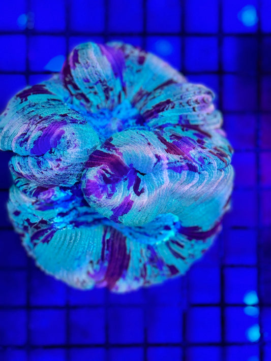 Sold Pastel Color Wellsophyllia