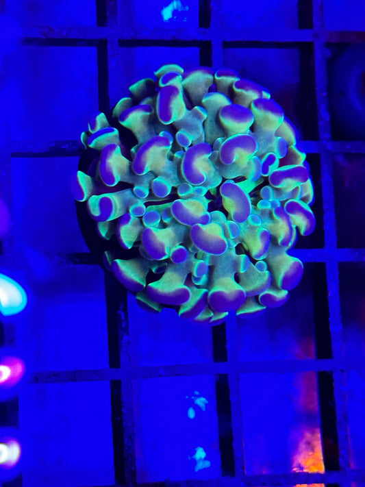 Sold Hologram Branching Hammer