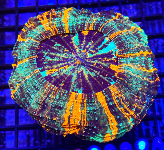 ACANTHOPHYLLIA