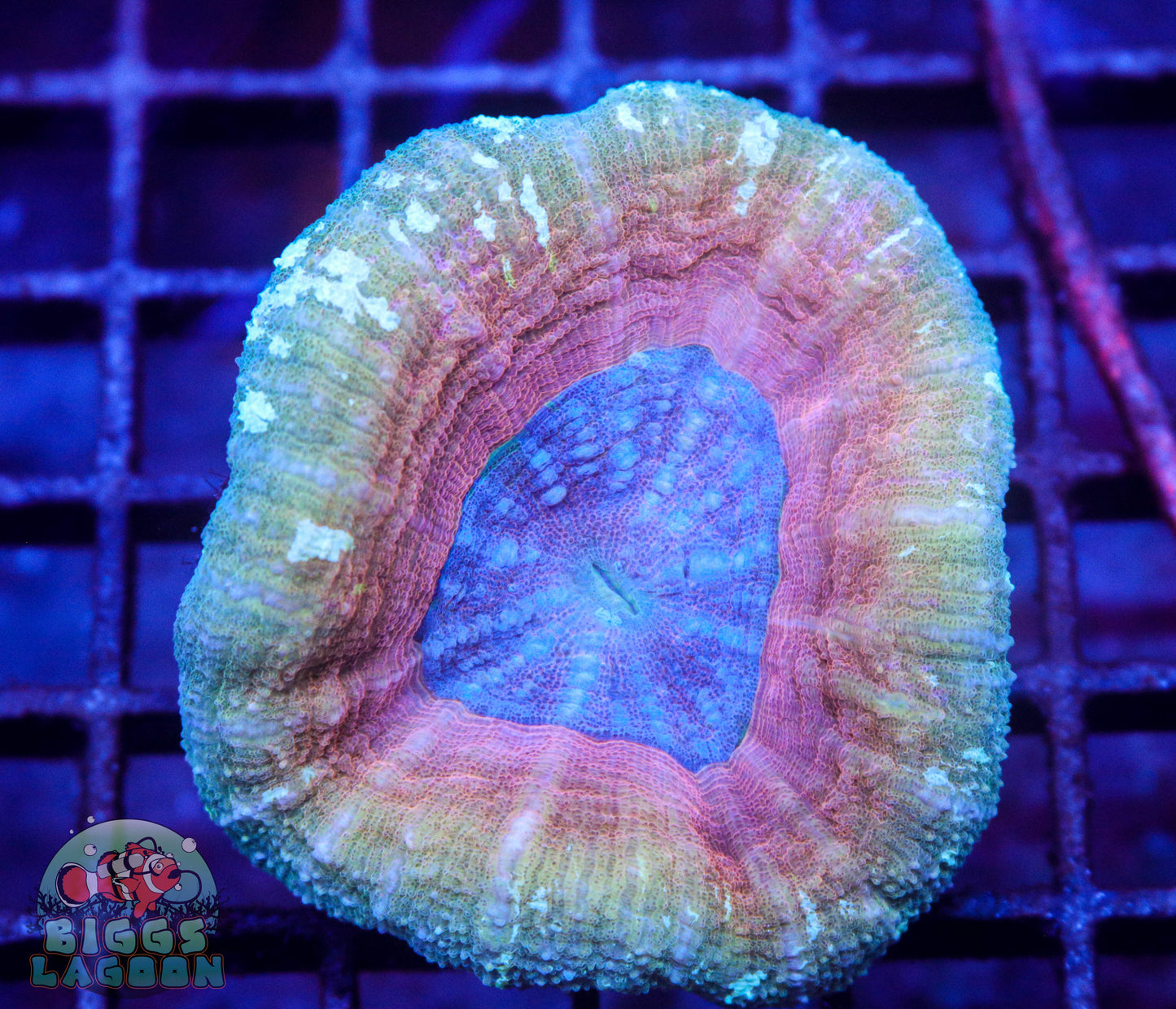 Sold Scolymia Coral