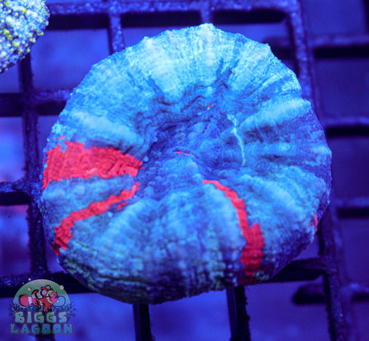 Sold Scolymia Coral
