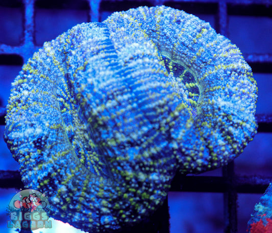 Sold Scolymia Coral (Double Head)