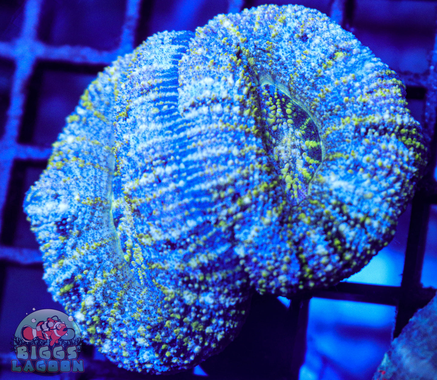 Sold Scolymia Coral (Double Head)