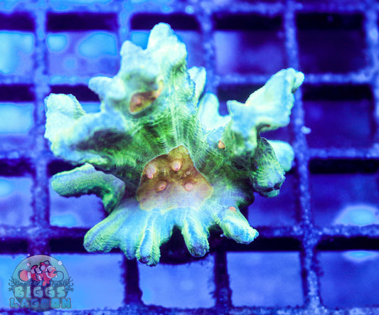 Sold!!!! Space Invader Pectinia